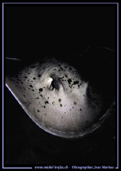 Night dive in the Maldives... :O)... by Michel Lonfat 